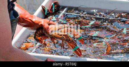 Un pescatore di aragoste è il suo ordinamento aragoste alla fine della giornata per essere venduto al dock. Foto Stock