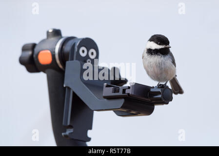 Un Black-capped Chikadee posatoi su un fotografo di natura il treppiede a Lynde rive Area di Conservazione a Whitby, Ontario Foto Stock