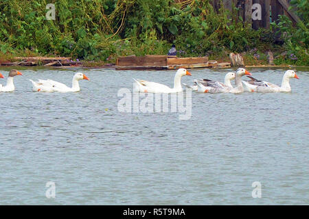 Oche bianco nuoto su un lago Foto Stock