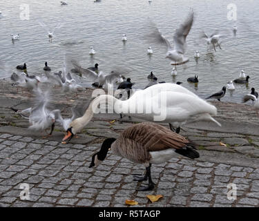 Fame uccelli acquatici,swan,oche,gabbiani e folaghe accanto al lago di Tegel, Alt-Tegel,Berlin Foto Stock