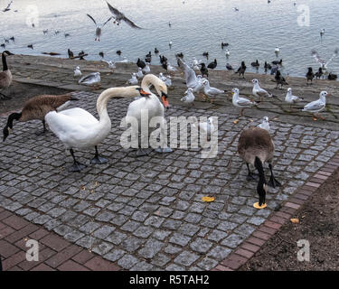 Fame uccelli acquatici,swan,oche,gabbiani e folaghe accanto al lago di Tegel, Alt-Tegel,Berlin Foto Stock