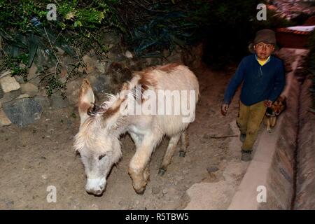 Patate di trasporto su asini a Chavín de Huantar. Dipartimento di Ancash.PERÙ Foto Stock