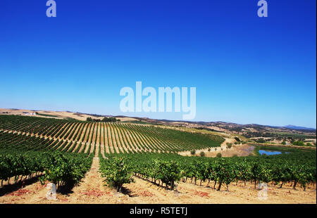 Vigneto in regione Alentejo, a sud del Portogallo. Foto Stock