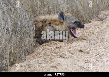 Avvistato iena o ridere iena (Crocuta crocuta) cub, giacente sul bordo di una strada sterrata, sbadigli, Kruger National Park, Sud Africa e Africa Foto Stock
