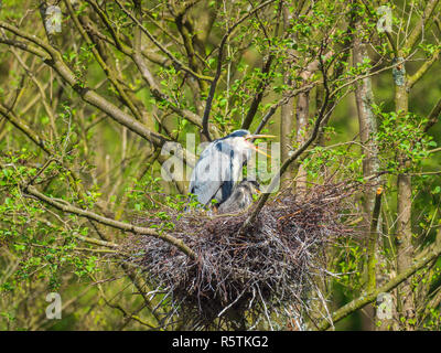 Airone cinerino (Ardea cinerea ) con pulcini su un nido Foto Stock