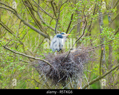 Airone cinerino (Ardea cinerea ) con pulcini su un nido Foto Stock