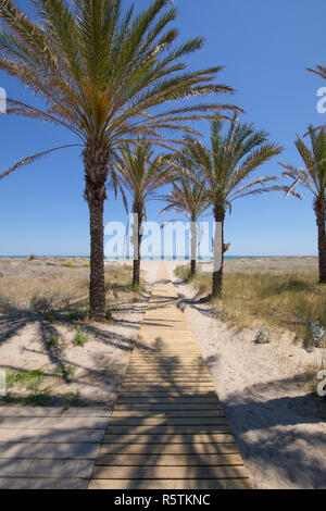 Passerella in legno in natura, tra alberi di palma e bush, blu cielo chiaro, verso il mare Mediterraneo, Spiaggia di pino o Pinar, in Grao di Castellon, Valenc Foto Stock