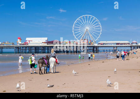 Blackpool Regno Unito asino passeggiate sulla spiaggia di fronte alla ruota panoramica del Central Pier di Blackpool Lancashire England Regno Unito GB Europa Foto Stock
