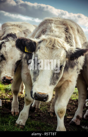 Media, ma carino cercando il grigio e il bianco shaggy mucca fissando nella lente della fotocamera in un freddo giorno di campagna olandese. Foto Stock