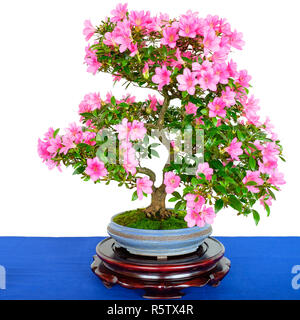 Rhododendron albero di bonsai con fiori di colore rosa Foto Stock