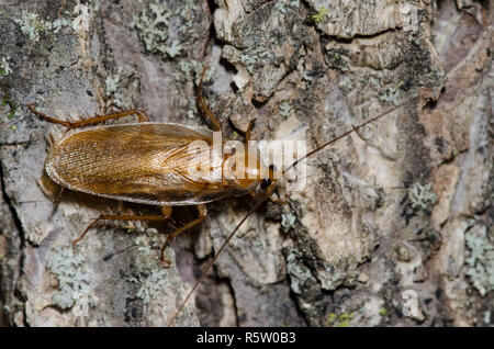 Legno Fulvous scarafaggio, Parcoblatta fulvescens Foto Stock