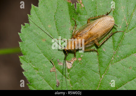 Legno Fulvous scarafaggio, Parcoblatta fulvescens Foto Stock