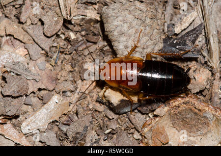Legno Fulvous scarafaggio, Parcoblatta fulvescens, ninfa Foto Stock