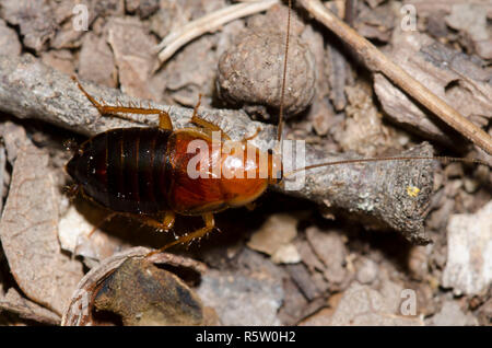 Legno Fulvous scarafaggio, Parcoblatta fulvescens, ninfa Foto Stock