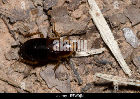 Legno Fulvous scarafaggio, Parcoblatta fulvescens, ninfa Foto Stock