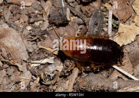 Legno Fulvous scarafaggio, Parcoblatta fulvescens, ninfa Foto Stock