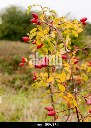 Red Rose hips sulla boccola fuori molti mature spesse Foto Stock