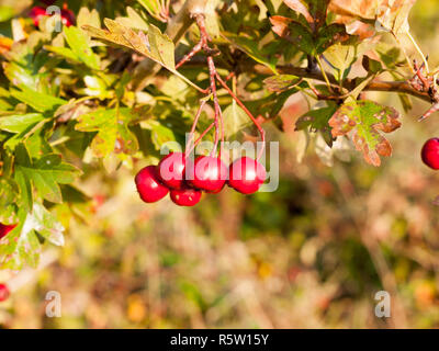 Piccola e bella rossa matura bacche di biancospino su albero close up Foto Stock