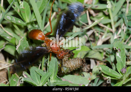 Carta Wasp, Polistes sp., spappolare grub preda mentre Southern Formiche, Solenopsis xyloni, interferire Foto Stock
