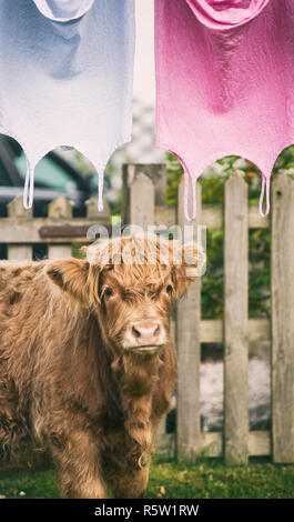 Highland mucca in piedi accanto ad abiti essiccazione su una linea di lavaggio, Isola di Skye in Scozia Foto Stock