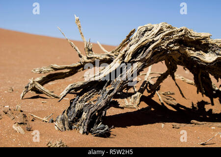 La bellezza del deserto Foto Stock