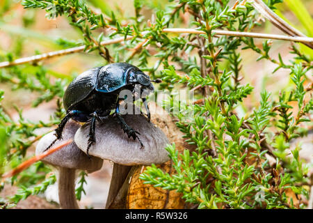 Sterco nero coleottero scansioni su un fungo sul suolo della foresta Foto Stock