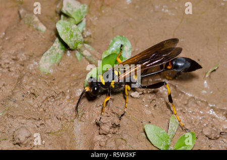 Nero e Giallo Dauber fango, Sceliphron caementarium Foto Stock