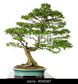 Decidui vecchio olmo (Ulmus parvifolia) come un albero di bonsai Foto Stock