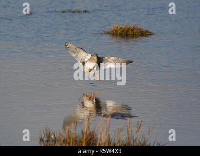 Redshank, Tringa totanus, sbarco sulla sabbia bagnata, Morecambe Bay, Lancashire, Regno Unito Foto Stock