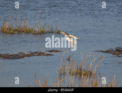 Redshank, Tringa totanus, sbarco sulla sabbia bagnata, Morecambe Bay, Lancashire, Regno Unito Foto Stock