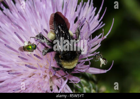 American Bumble Bee, Bombus pensylvanicus e due API di sudore, Famiglia Halictidae, su alti thistle, Cirsium altissimum Foto Stock