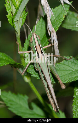 Ammirevole Grasshopper, Syrbula admirabilis, femmina Foto Stock