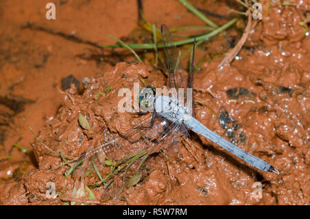 Pondhawk orientale, Erythemis simplicicollis, maschio Foto Stock