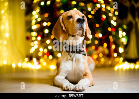 Beagle adulto giace sul piano contro lo sfondo di un albero di Natale con ghirlande Foto Stock