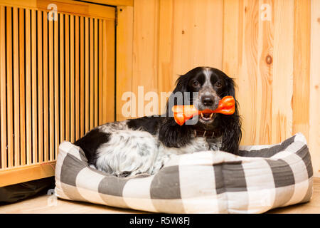 Cane adulto di razza caccia russi spaniel è giacente nel suo pad con un giocattolo in bocca Foto Stock