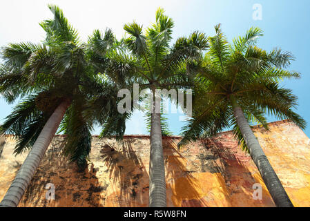 Royal Palm alberi da sotto contro il muro rustico. Architettura coloniale con i dettagli di tropicale nella città vecchia di Cartagena de Indias, Colombia. 2018 Foto Stock