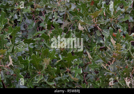 Post Oak, Quercus stellata, foglie Foto Stock