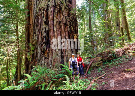 41,427.02235 uomo & donna seduta per gli escursionisti in appoggio su di un registro di grandi dimensioni alla base di un vecchio crescita, Redwood Sequoia gigante tree (Sequoiadendron giganteum) Foto Stock