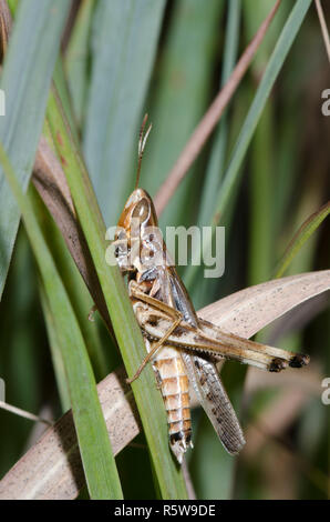 Ammirevole Grasshopper, Syrbula admirabilis, maschio Foto Stock