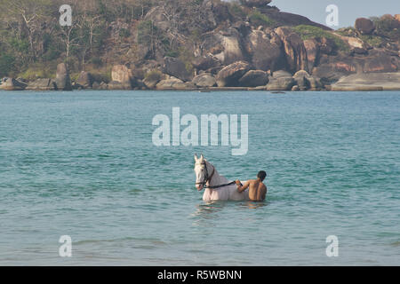 Un uomo lavando il suo cavallo in una calda giornata estiva in Goa, India. Foto Stock