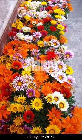 Raccolta di vari colori Gazanias Alba serie raggruppate Foto Stock