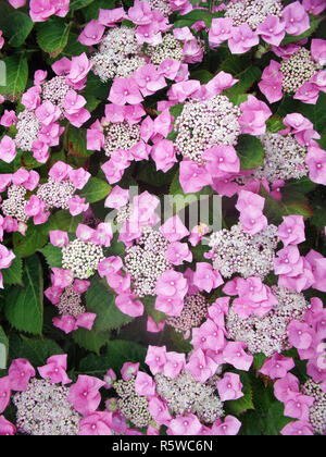 Rosa Lacecap Hydrangea macrophylla tempo di fioritura la metà e la fine di estate è decidua e completamente hardy Foto Stock