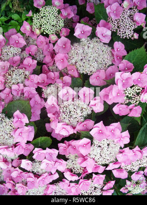 Rosa Lacecap Hydrangea macrophylla tempo di fioritura la metà e la fine di estate è decidua e completamente hardy Foto Stock