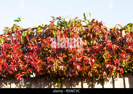 Parthenocissus henryana Virginia cinese superriduttore con foglie rosse che crescono lungo recinzioni in autunno Foto Stock