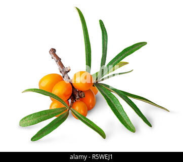 Seabuckthorn bacche con foglie Foto Stock