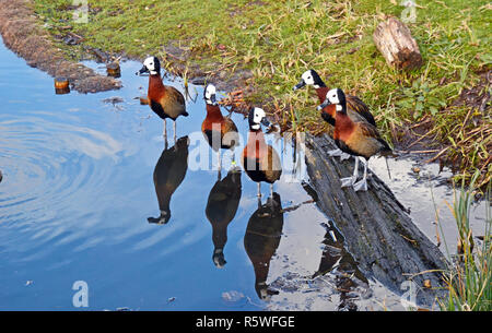 Di fronte bianco-sibili anatre al WWT London Wetland Centre, Queen Elizabeth a piedi SW13 Foto Stock