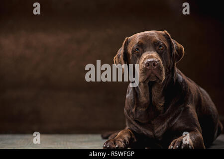 Il ritratto di un nero Labrador cane preso contro uno sfondo scuro. Foto Stock