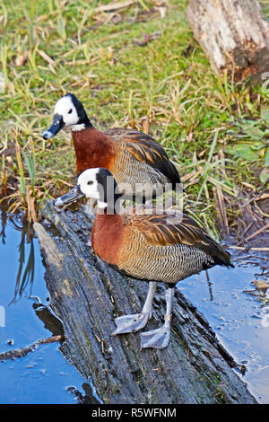 Di fronte bianco-sibili anatre al WWT London Wetland Centre, Queen Elizabeth a piedi SW13 Foto Stock