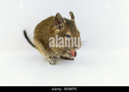 Scoiattolo cileno degu mangiare dado di arachidi, isolato su sfondo bianco. Foto Stock