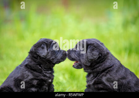 Due divertenti Labrador retriever cuccioli sniffing ogni altro. Cani giocando sull'erba nel giardino estivo Foto Stock